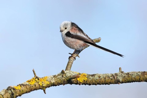 Long-tailed Tit (Aegithalos caudatus) perched on a branch, Mecklenburg-Western Pomerania, Germany