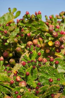 Indian fig opuntia (Opuntia ficus-indica) blossoms and fruits, ebro delta, Catalonia, Spain