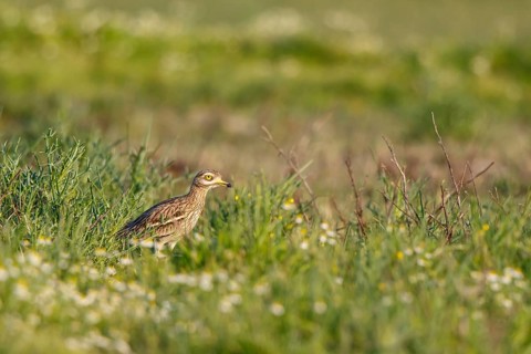 Eurasian Stone-curlew (Burhinus oedicnemus) perched on the ground, Lesvos, Greece