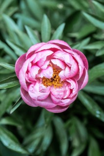 Peony (Paeonia Coral Charm), Emsland, Lower Saxony, Germany