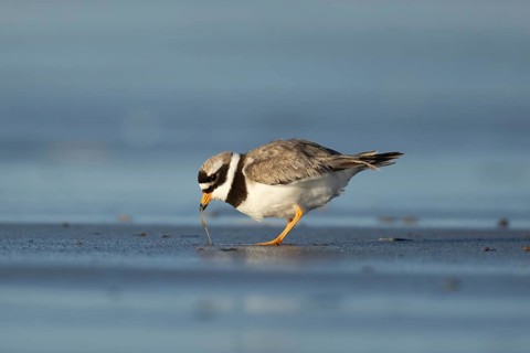 Ringed plover (Charadrius hiaticula) adult wading bird pulling a worm for food from a beach,