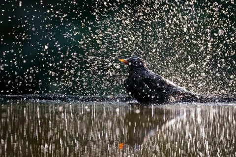 Common Blackbird (Turdus merula) male bathing, Hungary