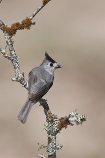 Black-crested Titmouse (Baeolophus atricristatus), Texas, USA