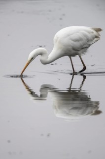Great White Egret (Ardea alba), Emsland, Lower Saxony, Germany