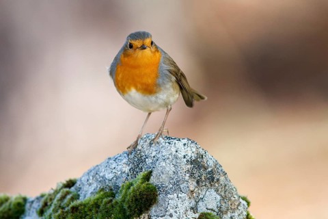European Robin (Erithacus rubecula), perched on a stone, Galicia, Spain