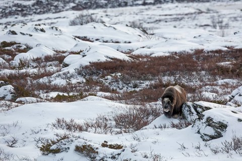 Relaxed, the musk ox cow (Ovibos moschatus) watches the photographer, a picture from a time long