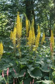Candle gold bulb (Ligularia 'Zepter'),  Austria