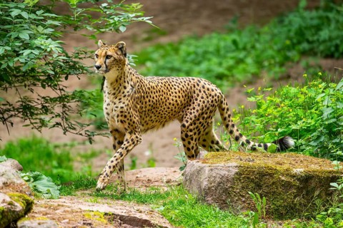 Cheetah (Acinonyx jubatus) walking around on the ground, Germany