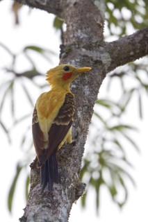 Cream-colored Woodpecker (Celeus flavus) perched on a branch in Ecuador, South America