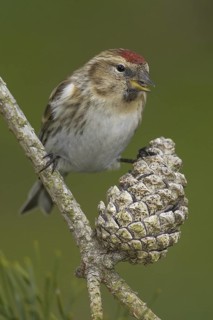 Lesser Redpoll (Acanthis cabaret), Wales, United Kingdom