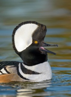 Hooded Merganser (Lophodytes cucullatus) male, Arizona, USA