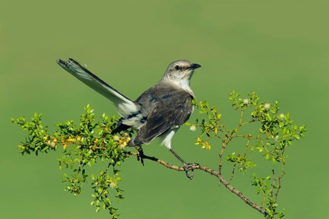 Northern Mockingbird Mimus polyglottos Tucson, Pinal County, Arizona, United States 3 June Adult