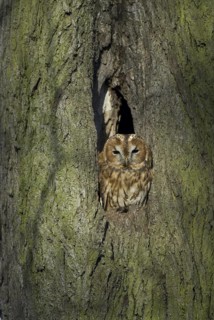 Tawny Owl (Strix aluco), Saxony, Germany