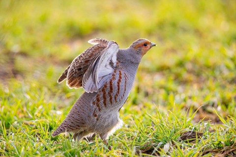 Grey partridge (Perdix perdix) Germany