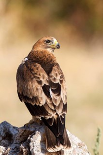 Booted Eagle (Hieraaetus pennatus) juvenile, Castile and Leon, Spain