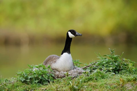 Canada goose (Branta canadensis) sitting brooding on the nest, North Rhine-Westphalia, Germany