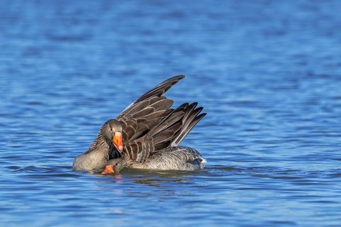 Greylag geese, graylag goose (Anser anser) pair swimming in pond and showing mating behaviour by