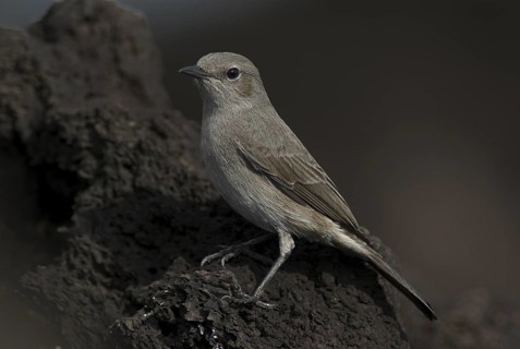 Sombre Rock Chat (Oenanthe dubia), Ethiopia