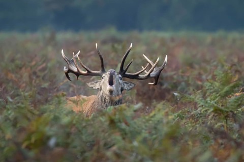 Red deer (Cervus elaphus) adult male stag mammal roaring during the rutting season amongst bracken