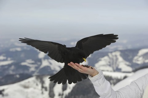 Alpine Chough (Pyrrhocorax graculus) flying, Bavaria, Germany