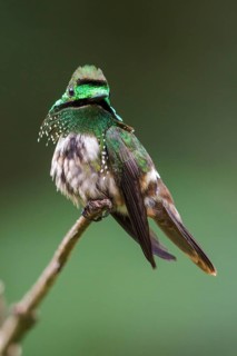 Festive Coquette (Lophornis chalybeus) perched on a branch in the Atlantic rainforest of southeast