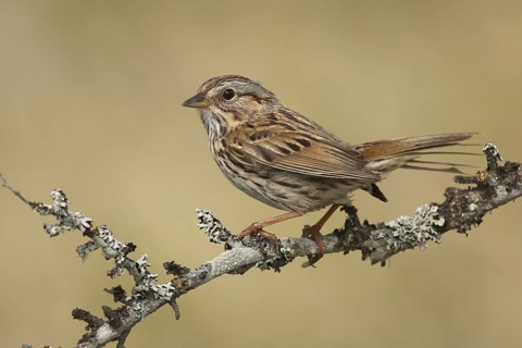 Lincoln's Sparrow (Melospiza lincolnii), Ohio, USA