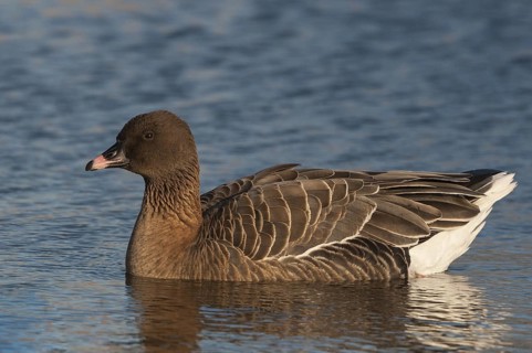 Pink-footed Goose (Anser brachyrhynchus), Schleswig-Holstein, Germany