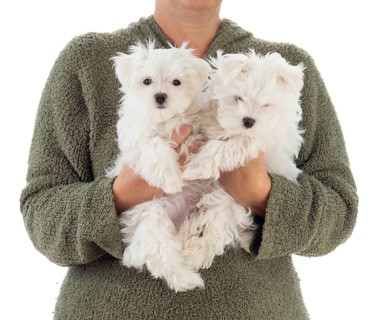 Woman Holding Two Young Maltese Puppies Isolated on White