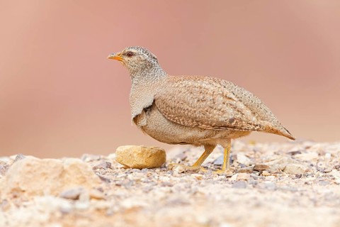 Arabian partridge, (Ammoperdix heyi), animal, animals, bird, birds, sand partridge, partridges,