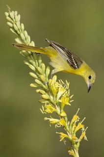 Hooded Oriole (Icterus cucullatus) female, Arizona, USA