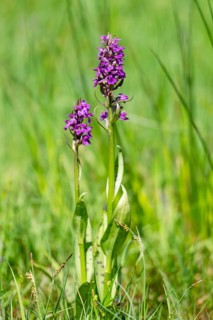 Western marsh orchid (Dactylorhiza majalis), Schmittröder nature reserve, Königstein im Taunus,