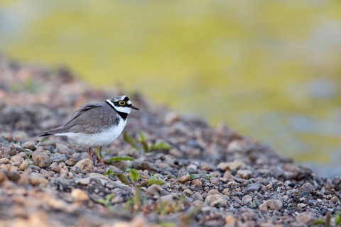 Little Ringed Plover (Charadrius dubius), Saxony-Anhalt, Germany