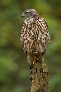 Northern Goshawk (Accipiter gentilis) juvenile, Utrecht, Netherlands