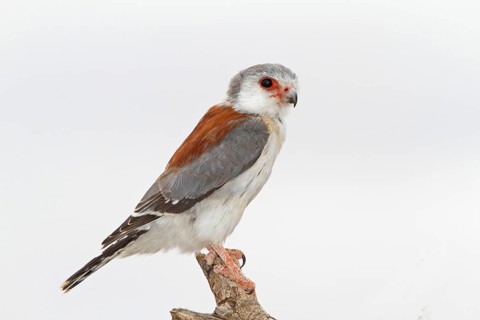 Pygmy Falcon (Polihierax semitorquatus) female, Samburu, Kenya