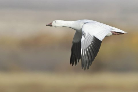 Snow Goose (Anser caerulescens) flying, New Mexico, USA