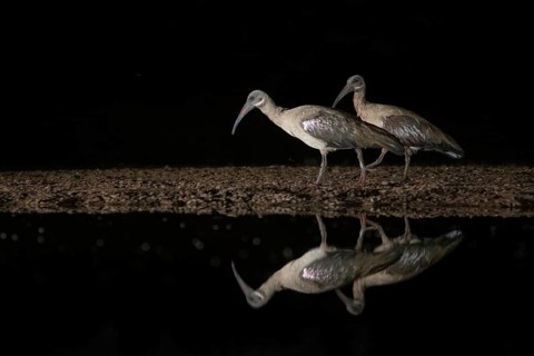 Hadada Ibis (Bostrychia hagedash), South Africa