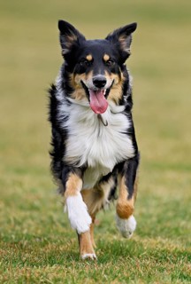 Mixed breed dog between Border Collie and Australian Shepherd jumps across meadow, Switzerland
