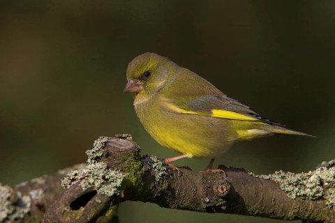 Greenfinch, Greenfinch, European Greenfinch, Western Greenfinch, Carduelis chloris, (Chloris