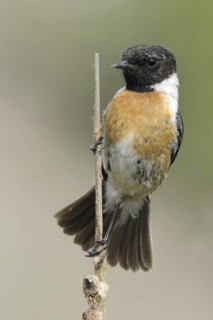 European Stonechat (Saxicola rubicola), Mecklenburg-Western Pomerania, Germany