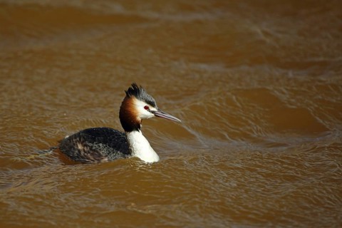 Great crested grebe (Podiceps Scalloped ribbonfish) swimming in brown water, dirty, dirty waves, De