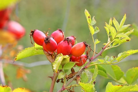 Ripe rosehip fruit of the dog rose (Rosa canina) on a branch, close-up, Wilnsdorf, North