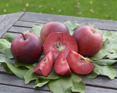 Apple (Malus domestica 'Baya Marisa'), Laußnitz, Saxony, Germany