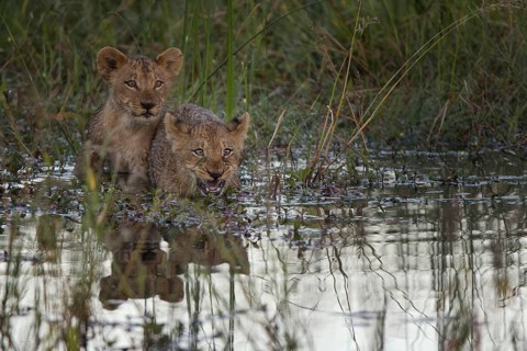 African Lion (Panthera leo) two immature drinking and bathing, Okavango Delta, Botswana