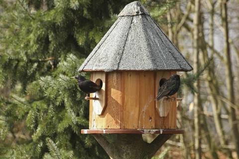 Common Starling (Sturnus vulgaris), Lower Saxony, Germany