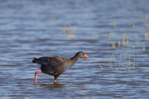 Western Swamphen (Porphyrio porphyrio) foraging, Spain