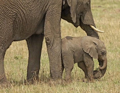 African Elephant (Loxodonta africana) mother with calf, Samburu National Reserve, Kenya