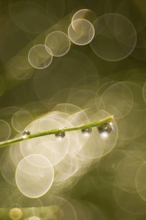 Equisetum and raindrops along a cloud forest stream