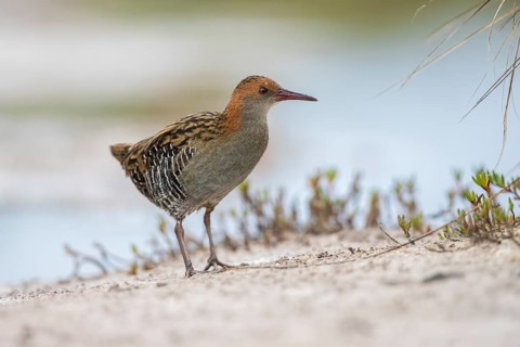 Lewin's Rail (Lewinia pectoralis) male, Victoria, Australia