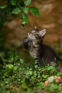 A playful tabby kitten reaching out toward a hanging vine in a vibrant, natural setting, displaying