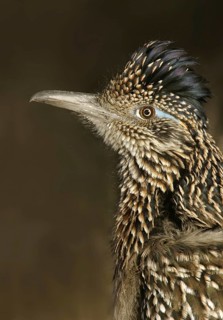 Greater Roadrunner (Geococcyx californianus), New Mexico, USA